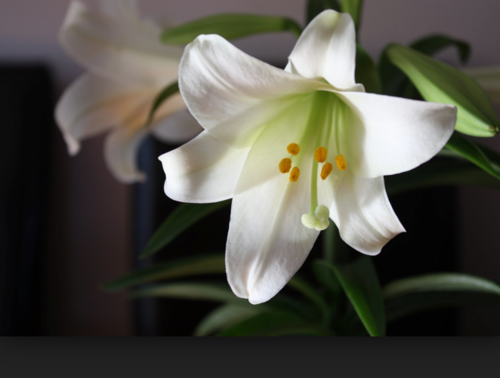 Easter Sunday Sermon / Pastor Terry Defoe / Darkness Dispelled! / Matthew 28:5-7