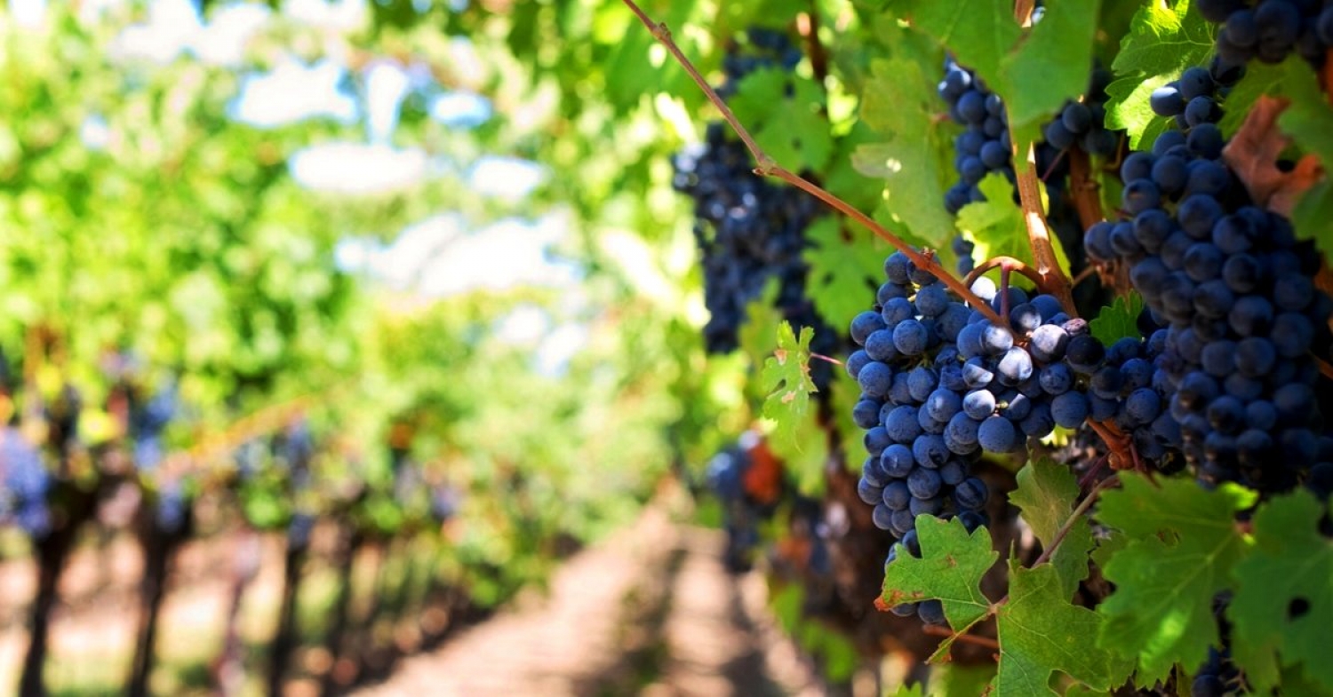 Abide With Me / John 15:1-8 / Pr. Ted A. Giese / Sunday May 2nd 2021 / Season Of Easter / Mount Olive Lutheran Church