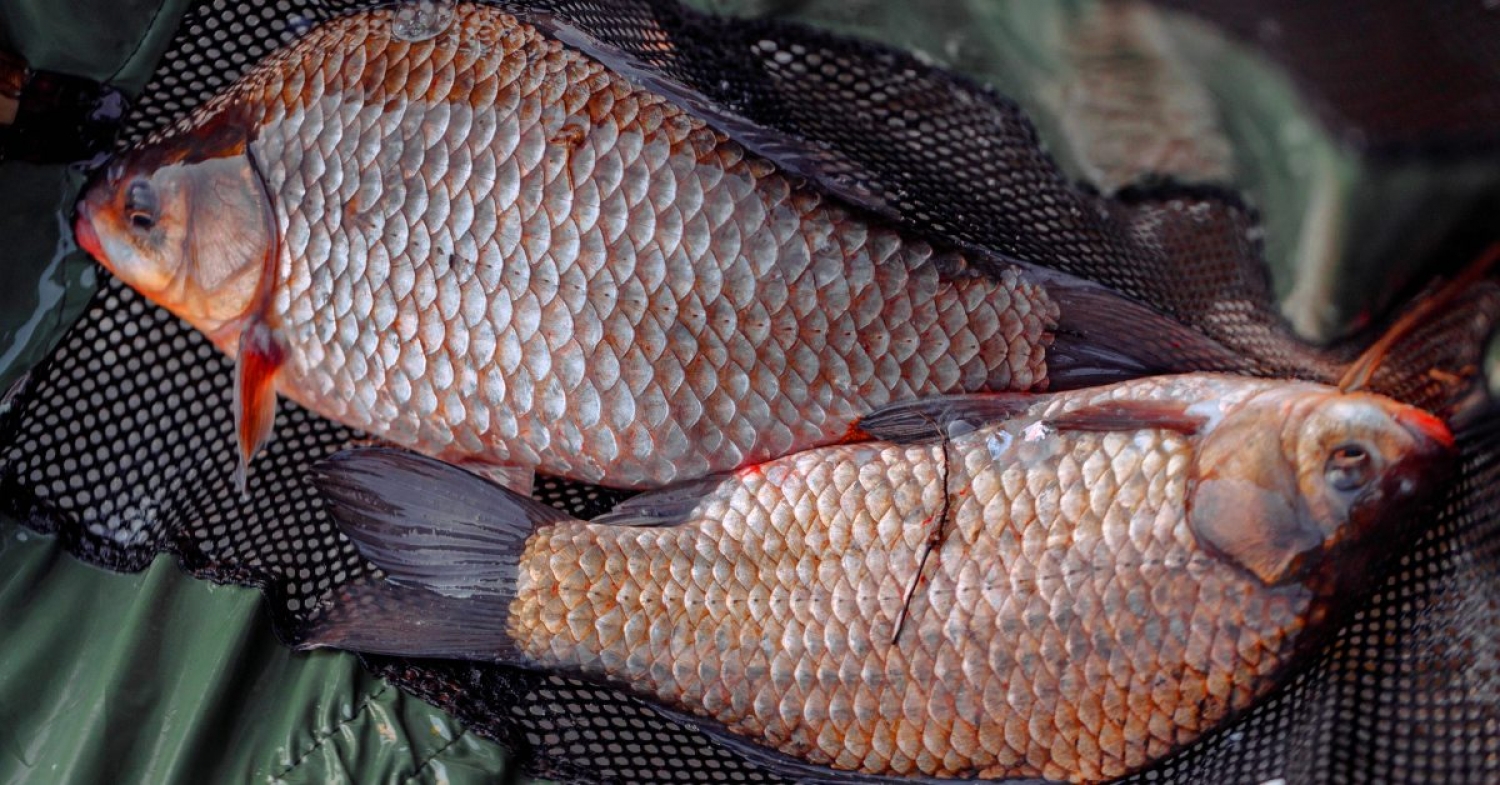 Caught in the Net / Matthew 4:12–25 / Pr. Ted A. Giese / Sunday January 22nd 2023 / Season of Epiphany / Mount Olive Lutheran Church