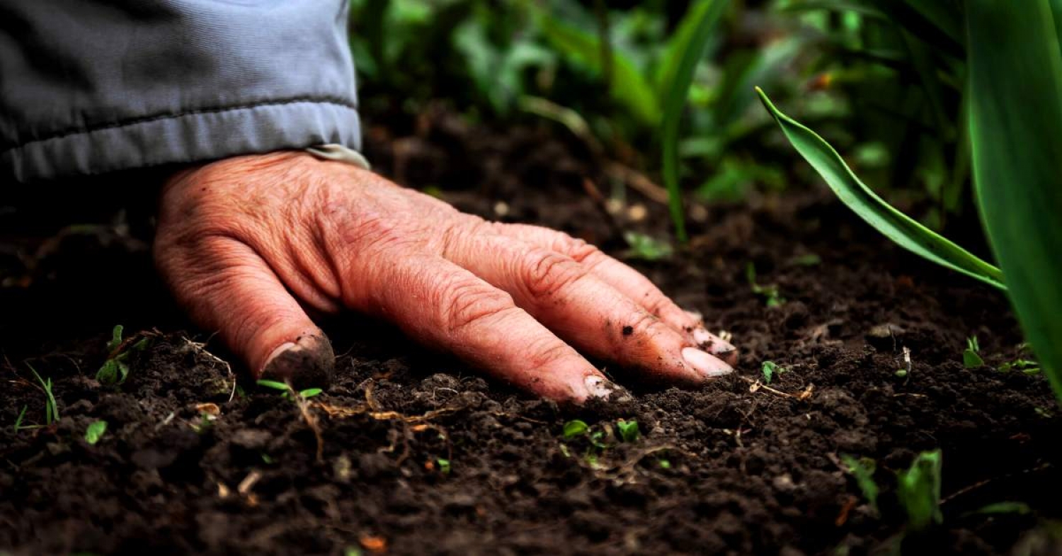 Cultivating Receptive Hearts / Matthew 13:1-9, 18-23 / Pr. Ted A. Giese / Sunday July 12th 2020 / Season of Pentecost / Mount Olive Lutheran Church