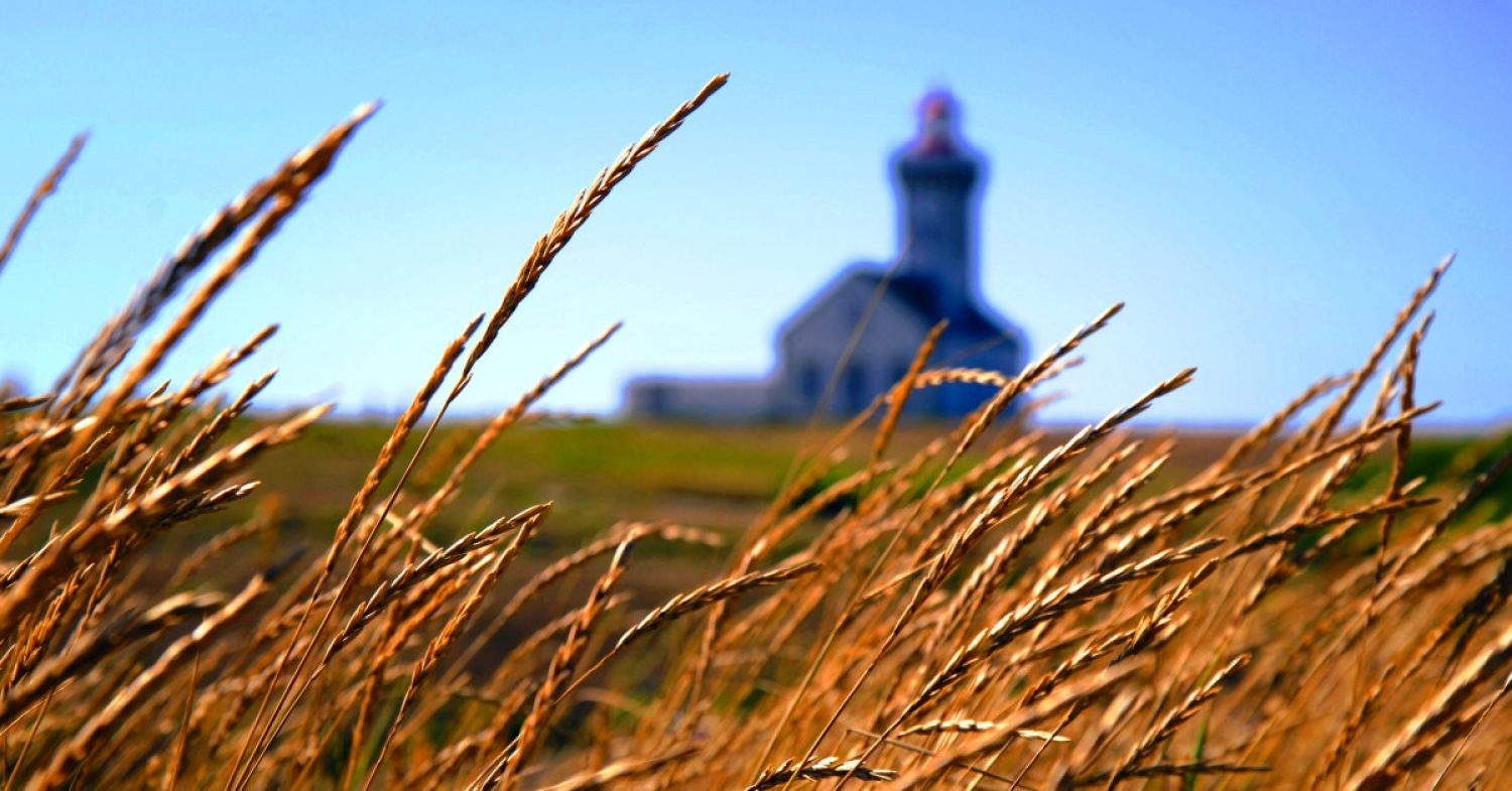 Distinguishing Wheat from Weeds / Matthew 13:24–30, 36–43 / Pr. Ted A. Giese / Sunday July 19th 2020 / Season of Pentecost / Mount Olive Lutheran Church