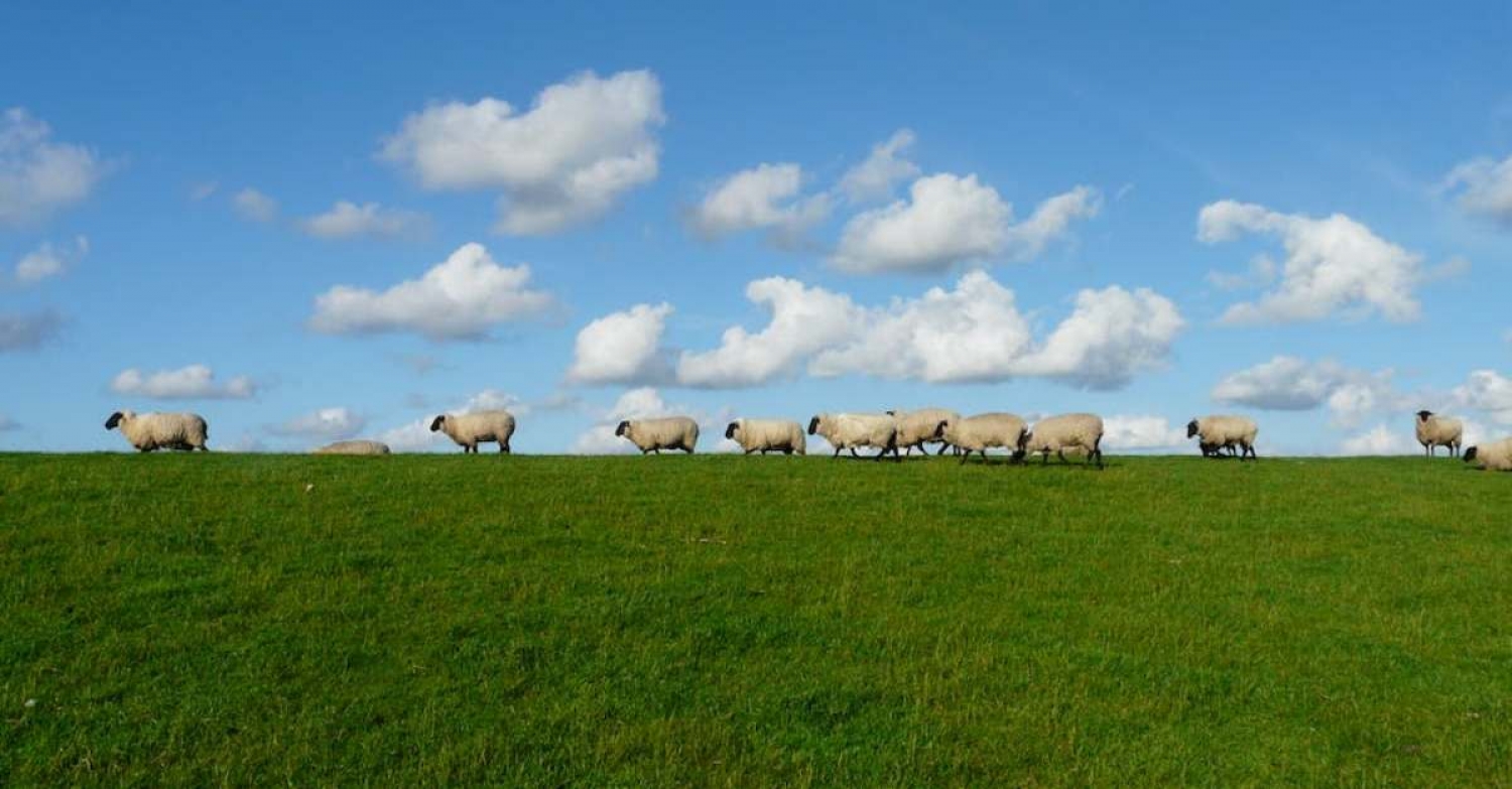 Faith-brained sheep / Luke 15:1-10 / Pr. Lucas Andre Albrecht / Sunday September 11th, 2022 / Season of Pentecost / Mount Olive Lutheran Church