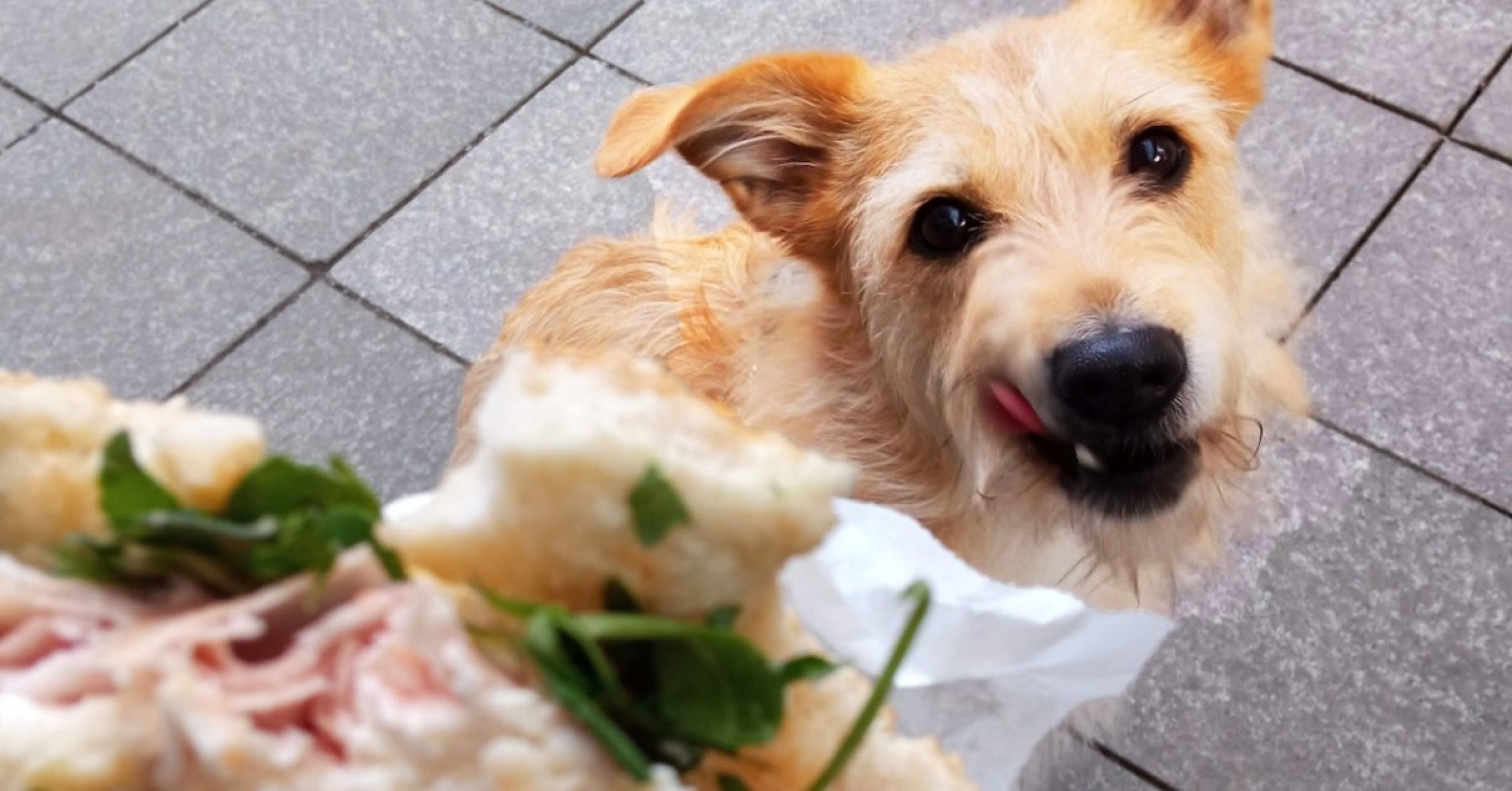 Faith / Matthew 15:21-28 / Pr. Ted A. Giese / Sunday August 20th 2023 / The Season Of Pentecost / Mount Olive Lutheran Church