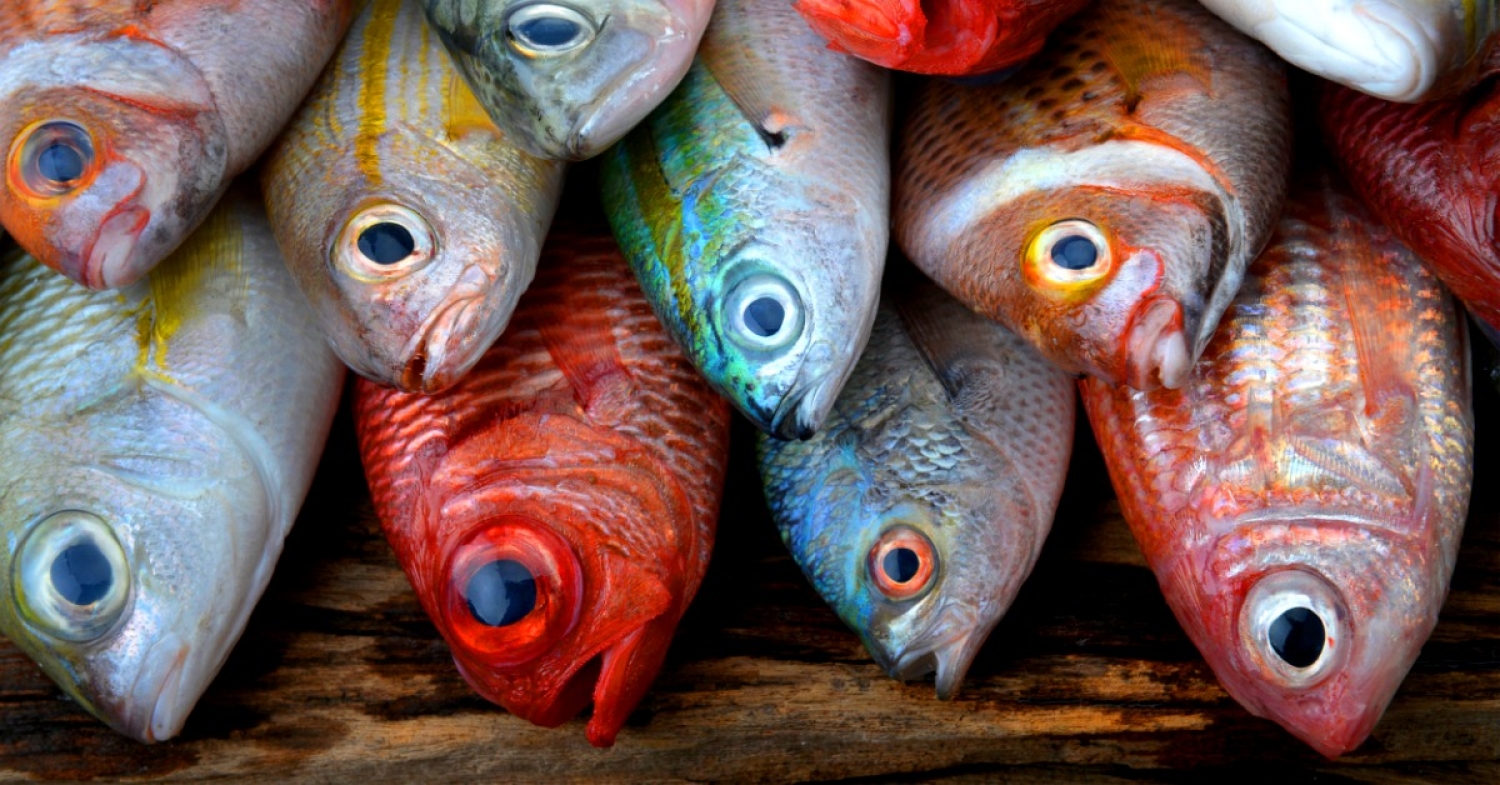 "Fishers of Men" Sermon / John 21:1-14 / Pr. Ted A. Giese / Sunday May 5th 2019 / Season Of Easter / Mount Olive Lutheran Church