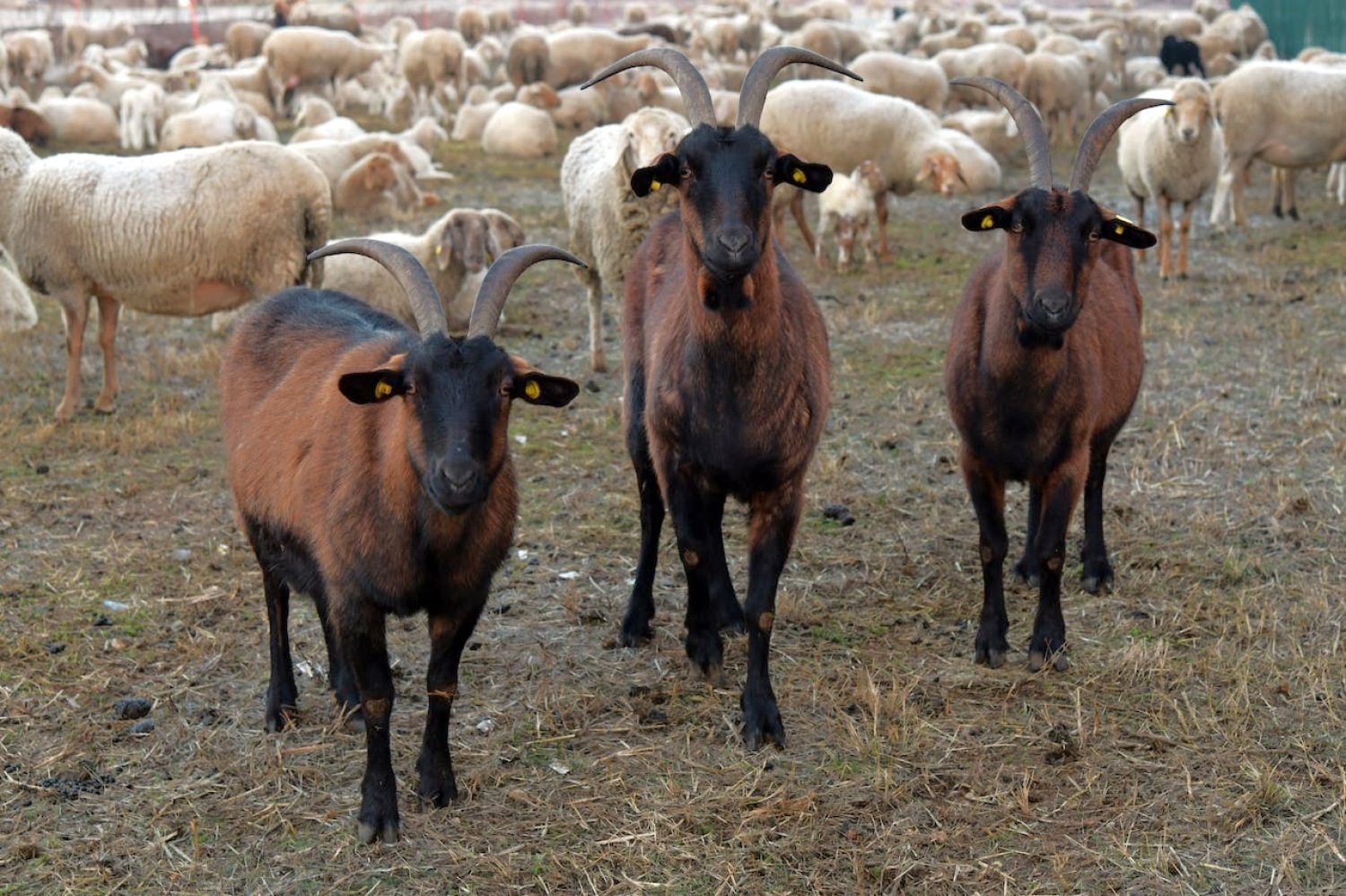 Jesus is No Goat / Matthew 25:31–46 / Pr. Ted A. Giese / Sunday November 26th 2023 / Last Sunday of the Church Year / Mount Olive Lutheran Church