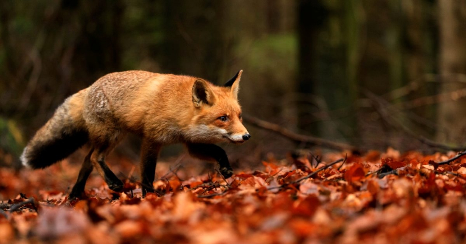 No Fear of the Fox / Luke 13:31-35 / Pr. Ted A. Giese / Sunday March 13th 2022 / Season of Lent / Mount Olive Lutheran Church