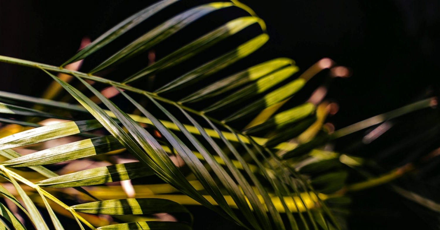 Our Humble King and Christ / Zechariah 9:9, Philippians 2:5-11, Mark 14-15 / Pr. Ted A. Giese / Sunday March 28th 2021 / Palm Sunday Holy Week / Mount Olive Lutheran Church
