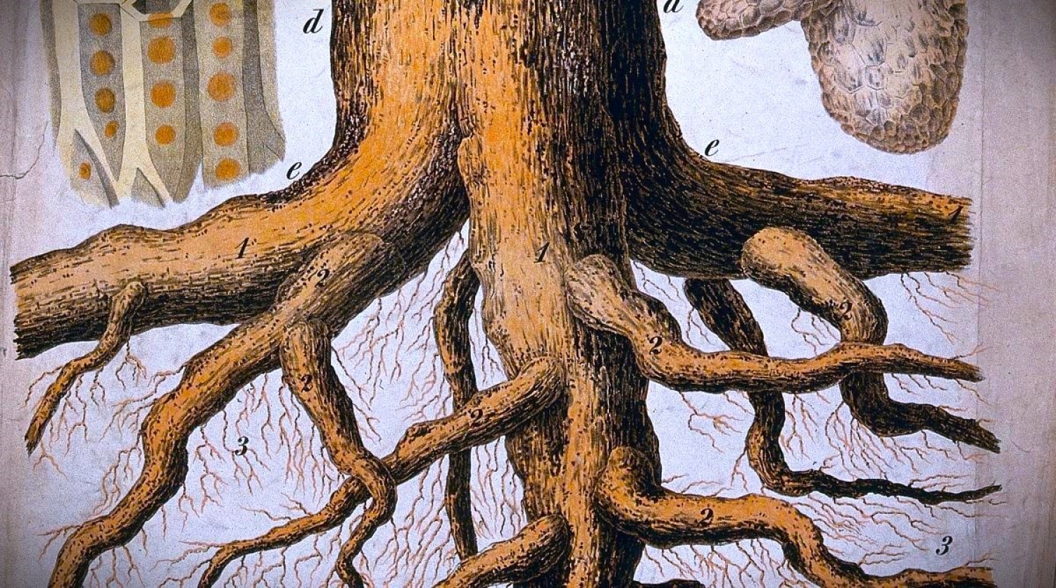 Roots of Sin Uprooted / Luke 17:1-10 / Pr. Ted A. Giese / Sunday October 5th 2025 / Season of Pentecost / Mount Olive Lutheran Church
