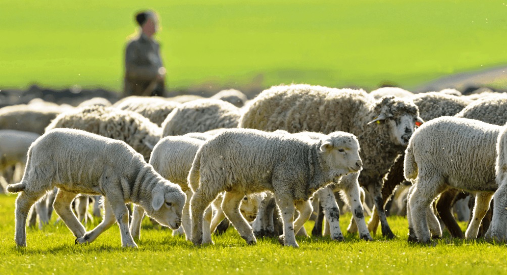  the good shepherd sermon john 10 22 30 pr ted a giese sunday