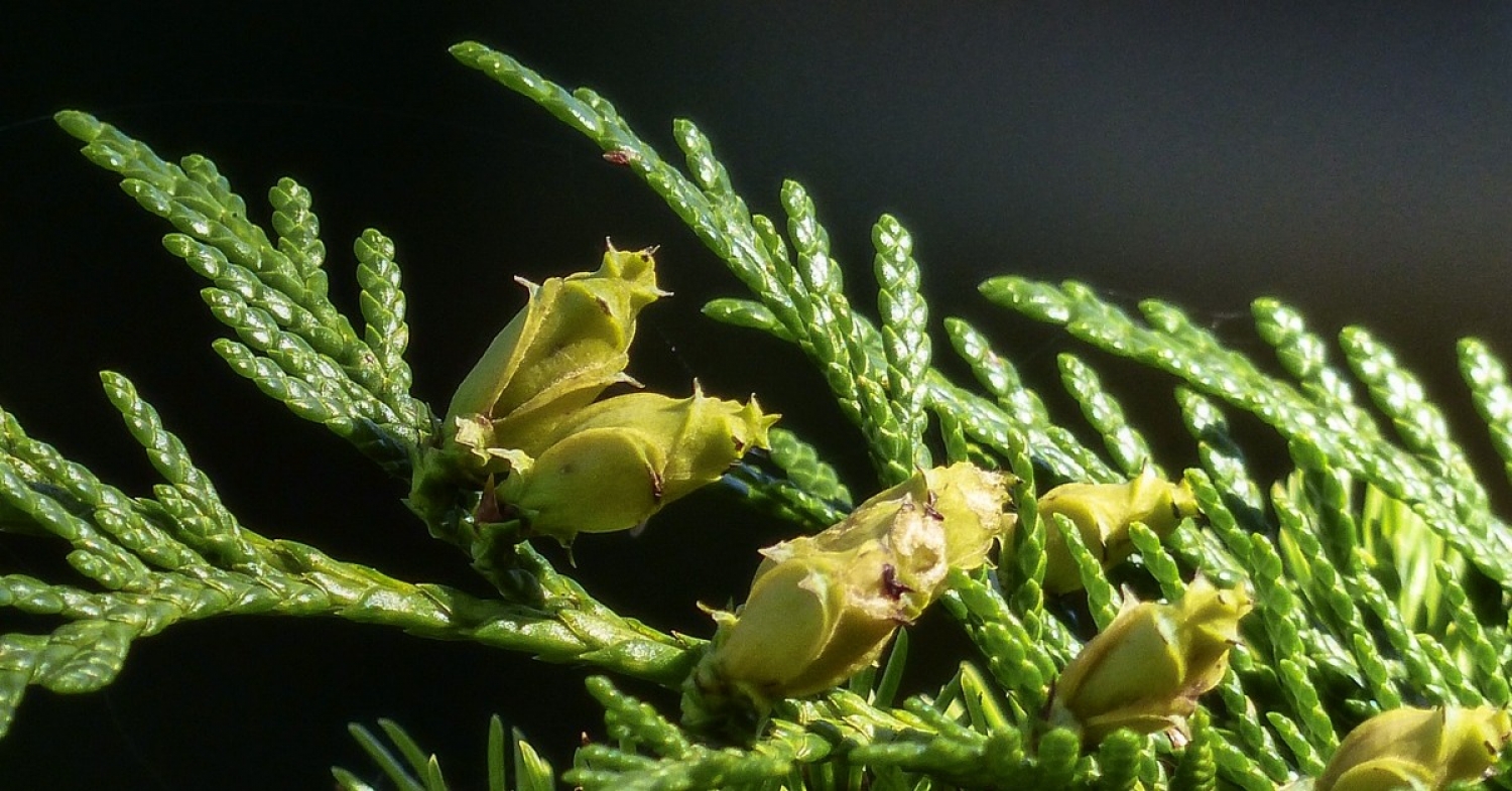 The Seed that is Sown / Mark 4:26–34 / Pr. Ted A. Giese / Sunday June 13th 2021 / Season Of Pentecost / Mount Olive Lutheran Church
