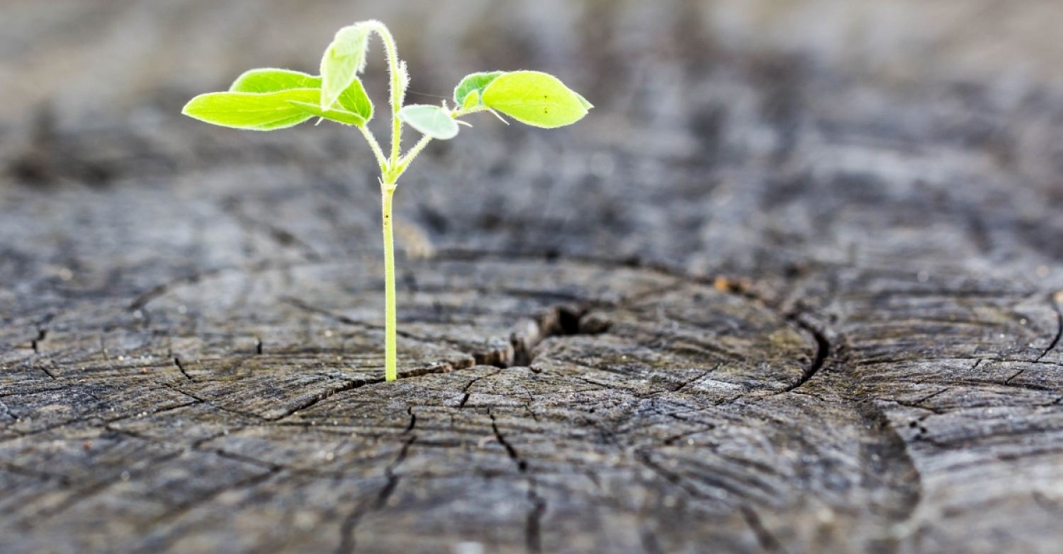 Warning and Hope - Psalm 89 Sermon, July Prayer Service