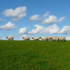 Faith-brained sheep / Luke 15:1-10 / Pr. Lucas Andre Albrecht / Sunday September 11th, 2022 / Season of Pentecost / Mount Olive Lutheran Church