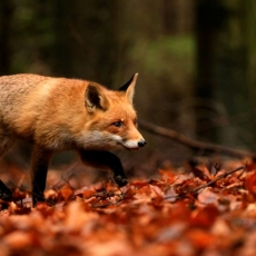 No Fear of the Fox / Luke 13:31-35 / Pr. Ted A. Giese / Sunday March 13th 2022 / Season of Lent / Mount Olive Lutheran Church