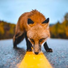 No Fear of the Fox / Luke 13:31-35 / Pr. Ted A. Giese / Sunday March 16th 2025 / Season of Lent / Mount Olive Lutheran Church