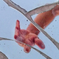 Broken to Pieces / Luke 20:9-20 / Pr. Ted A. Giese preached by Pr. Lucas Albrecht / Sunday April 3rd 2022 / Season Of Lent / Mount Olive Lutheran Church