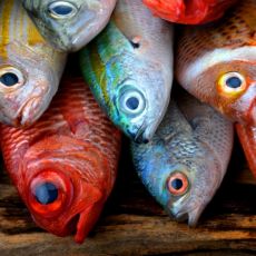 "Fishers of Men" Sermon / John 21:1-14 / Pr. Ted A. Giese / Sunday May 5th 2019 / Season Of Easter / Mount Olive Lutheran Church