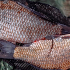 Caught in the Net / Matthew 4:12–25 / Pr. Ted A. Giese / Sunday January 22nd 2023 / Season of Epiphany / Mount Olive Lutheran Church