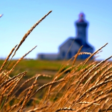 Distinguishing Wheat from Weeds / Matthew 13:24–30, 36–43 / Pr. Ted A. Giese / Sunday July 19th 2020 / Season of Pentecost / Mount Olive Lutheran Church