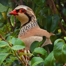 "The Little Christmas" Sermon / Isaiah 60:1–6 / Pr. Ted Giese / Sunday January 6th 2019: Epiphany / Mount Olive Lutheran Church