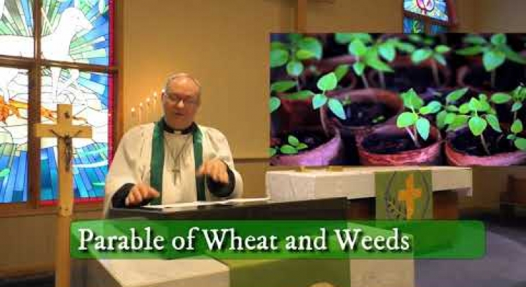 "Distinguishing Wheat From Weeds" Sermon For Sunday July 19th